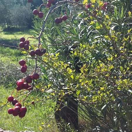 Masseria Dell'800