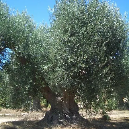 Masseria Dell'800 *